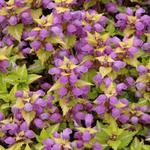 Lamium maculatum 'Aureum' - 