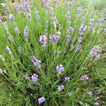 Lavandula angustifolia 'Bowles Early' - 