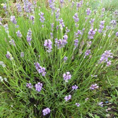 Lavandula angustifolia 'Bowles Early' - 