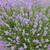 Lavandula angustifolia  'Munstead'