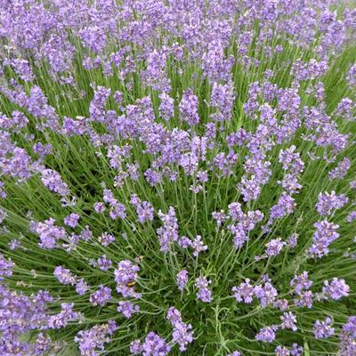 Lavandula angustifolia  'Munstead' - Lavandula angustifolia 'Munstead'