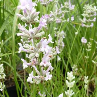 Lavandula angustifolia 'Rosea'