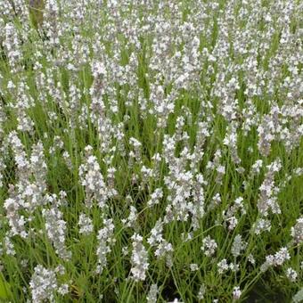 Lavandula angustifolia 'Silbermöwe'