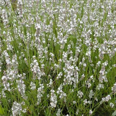 Lavandula angustifolia 'Silbermöwe' - 