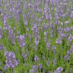 Lavandula x intermedia 'Arabian Nights' - 