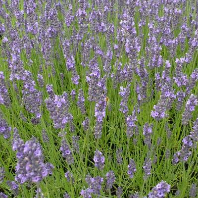 Lavandula x intermedia 'Arabian Nights' - 