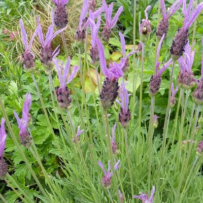 Lavandula  stoechas 'Pedunculata' - Lavandula  stoechas 'Pedunculata'