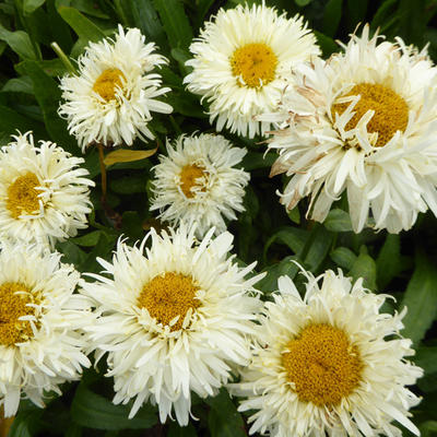 Leucanthemum x superbum 'King's Crown' - 