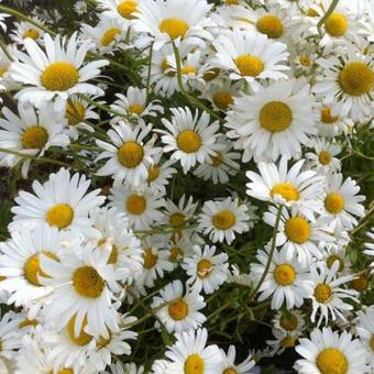 Leucanthemum vulgare 'Maikonigin'