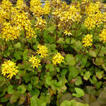 Ligularia x hessei 'Little Lantern' - 