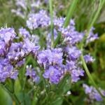 Limonium latifolium 'The Butler' - 