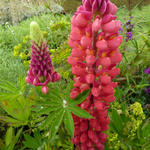 Lupinus russell  'My Castle' - Lupinus russell 'My Castle'