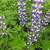 Lupinus  russell 'The Governor'