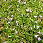 Mazus reptans - MAZUS RAMPANT, - Mazus reptans