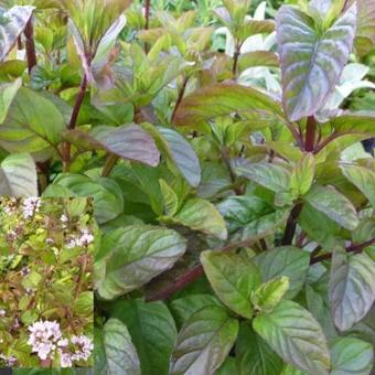 Mentha x piperita f. citrata 'Eau de Cologne'