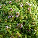 Mentha requienii - 