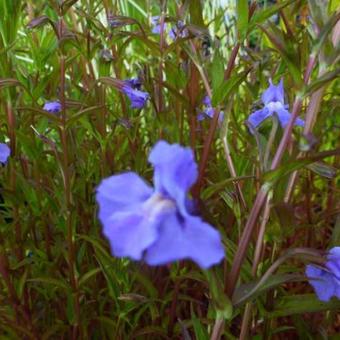 Mimulus ringens