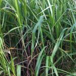 Miscanthus x giganteus  - 