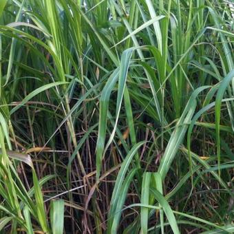 Miscanthus x giganteus