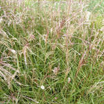 Miscanthus sinensis 'Aperitif' - 