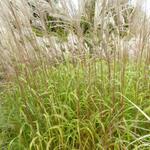 Miscanthus sinensis 'Blütenwunder' - 