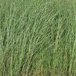 Miscanthus sinensis 'Gracillimus' - 