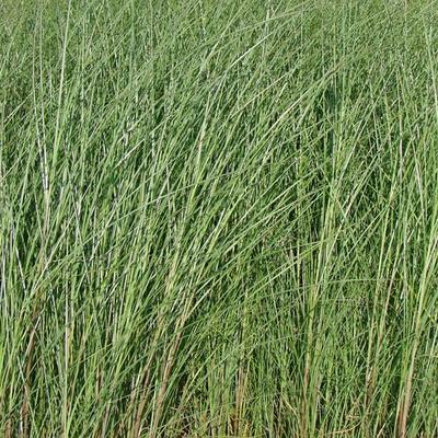 Miscanthus sinensis 'Gracillimus' - 