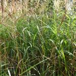 Miscanthus sinensis 'Grosse Fontäne' - Miscanthus sinensis 'Grosse Fontäne'