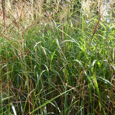 Miscanthus sinensis 'Grosse Fontäne'