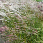 Miscanthus sinensis 'Kleine Fontäne'