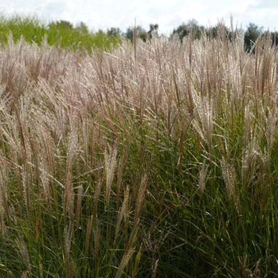 Miscanthus sinensis 'Kleine Silberspinne' - 