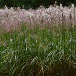 Miscanthus sinensis 'Malepartus' - 