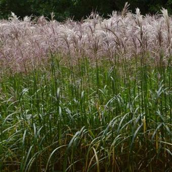 Miscanthus sinensis 'Malepartus'