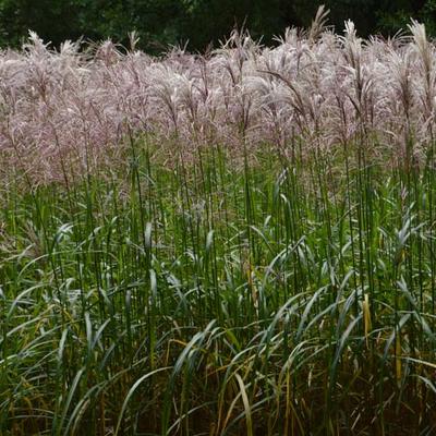 Miscanthus sinensis 'Malepartus' - 