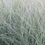 Miscanthus sinensis 'Morning Light'