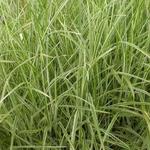 Miscanthus sinensis 'Variegatus' - 