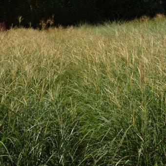 Miscanthus sinensis 'Yaku Jima'