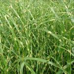 Miscanthus sinensis 'Zebrinus' - 