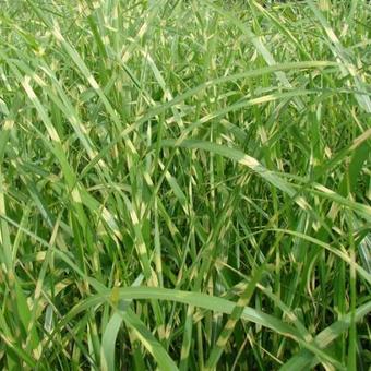 Miscanthus sinensis 'Zebrinus'