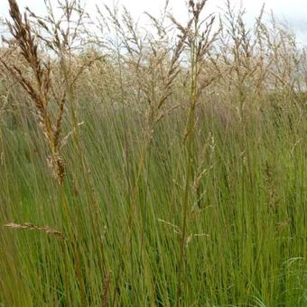 Molinia caerulea subsp. arundinacea 'Fontäne'