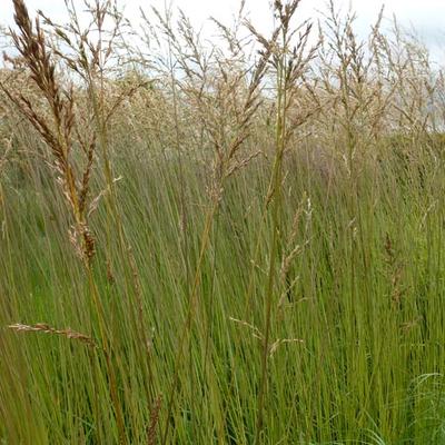 Molinia caerulea subsp. arundinacea 'Fontäne' - 