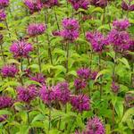 Monarda fistulosa 'Lederstrumpf' - Monarda fistulosa 'Lederstrumpf'