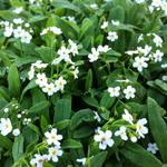 Myosotis palustris 'Ice Pearl' - Myosotis palustris 'Ice Pearl'