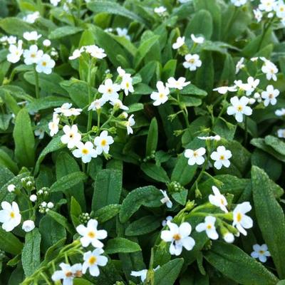 Myosotis palustris 'Ice Pearl'