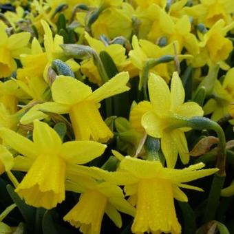 Narcissus 'Tête à tête'