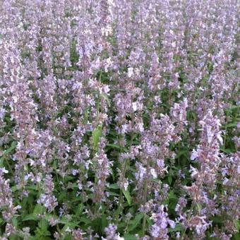 Nepeta x faassenii 'Gletschereis'