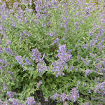 Nepeta faassenii 'Six Hill's Gold' - 