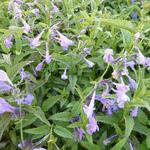 Nepeta sibirica 'Souvenir d'André Chaudron' - 