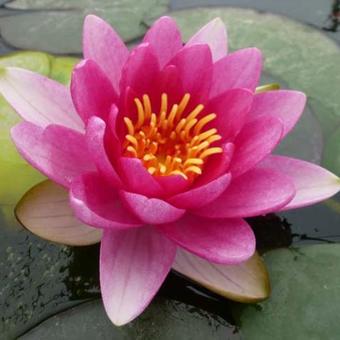 Nymphaea 'Charles De Meurville'