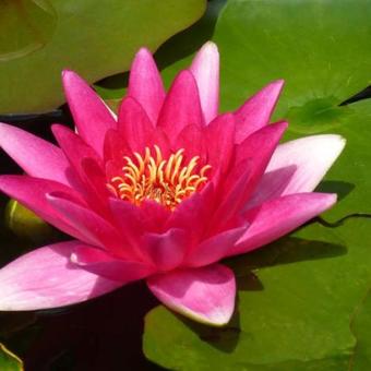 Nymphaea 'Escarboucle'